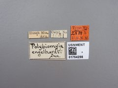 Polybiomyia engelhardti by the Smithsonian. Used under a CC0 license.