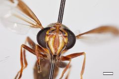 Polybiomyia engelhardti by the Smithsonian. Used under a CC0 license.