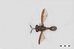 Polybiomyia lyncharribalzagai by the Smithsonian. Used under a CC0 license.