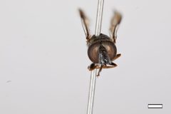 Psilota dichoptica by the Smithsonian. Used under a CC0 license.