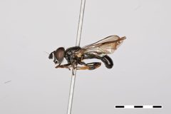 Psilota dichoptica by the Smithsonian. Used under a CC0 license.