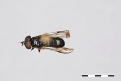 Psilota dichoptica by the Smithsonian. Used under a CC0 license.