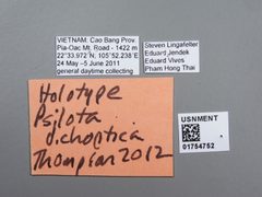 Psilota dichoptica by the Smithsonian. Used under a CC0 license.