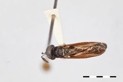 Rhopalosyrphus ramulorum by the Smithsonian. Used under a CC0 license.