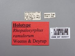 Rhopalosyrphus ramulorum by the Smithsonian. Used under a CC0 license.