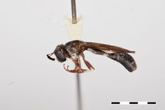 Rhopalosyrphus ramulorum by the Smithsonian. Used under a CC0 license.