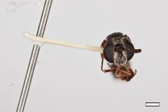 Rhopalosyrphus ramulorum by the Smithsonian. Used under a CC0 license.