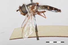 Scaeva punctatus by the Smithsonian. Used under a CC0 license.