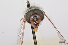 Scaeva punctatus by the Smithsonian. Used under a CC0 license.