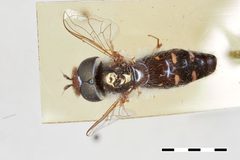 Scaeva punctatus by the Smithsonian. Used under a CC0 license.