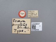 Scaeva punctatus by the Smithsonian. Used under a CC0 license.