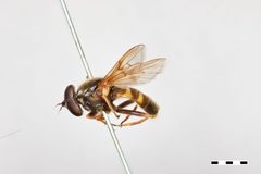 Sericomyia bifasciata by the Smithsonian. Used under a CC0 license.