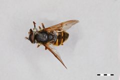 Sericomyia bifasciata by the Smithsonian. Used under a CC0 license.