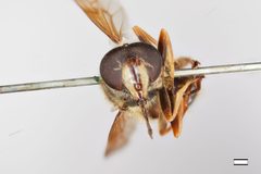 Sericomyia bifasciata by the Smithsonian. Used under a CC0 license.