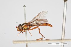 Sphaerophoria knutsoni by the Smithsonian. Used under a CC0 license.