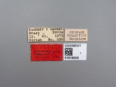 Sphaerophoria ladakhensis by the Smithsonian. Used under a CC0 license.