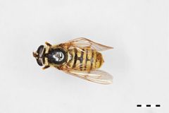 Sphecomyia dyari by the Smithsonian. Used under a CC0 license.