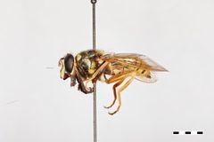 Sphecomyia dyari by the Smithsonian. Used under a CC0 license.