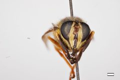 Sphecomyia dyari by the Smithsonian. Used under a CC0 license.