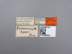 Sphecomyia dyari by the Smithsonian. Used under a CC0 license.