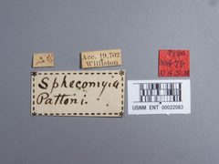 Sphecomyia pattoni by the Smithsonian. Used under a CC0 license.