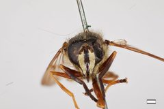 Sphecomyia pattoni by the Smithsonian. Used under a CC0 license.