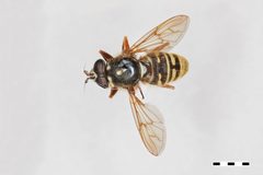 Sphecomyia pattoni by the Smithsonian. Used under a CC0 license.