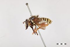 Sphecomyia pattoni by the Smithsonian. Used under a CC0 license.