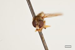 Sphegina brimleyi by the Smithsonian. Used under a CC0 license.
