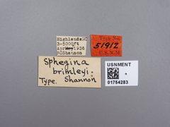 Sphegina brimleyi by the Smithsonian. Used under a CC0 license.