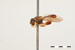 Sphegina brimleyi by the Smithsonian. Used under a CC0 license.