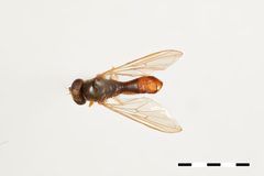 Sphegina brimleyi by the Smithsonian. Used under a CC0 license.