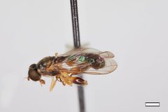 Sphegina flavimana by the Smithsonian. Used under a CC0 license.