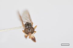 Sphegina flavimana by the Smithsonian. Used under a CC0 license.