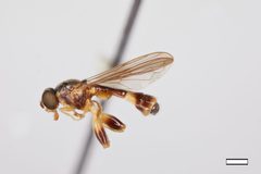 Sphegina flavimana by the Smithsonian. Used under a CC0 license.