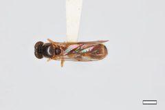 Sphegina flavimana by the Smithsonian. Used under a CC0 license.