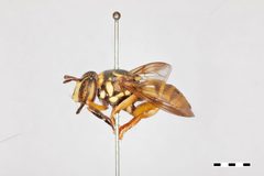 Spilomyia interupta by the Smithsonian. Used under a CC0 license.
