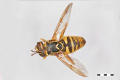 Spilomyia interupta by the Smithsonian. Used under a CC0 license.