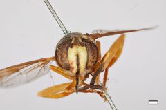 Spilomyia interupta by the Smithsonian. Used under a CC0 license.
