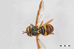 Spilomyia liturata by the Smithsonian. Used under a CC0 license.
