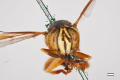 Spilomyia liturata by the Smithsonian. Used under a CC0 license.