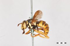 Spilomyia liturata by the Smithsonian. Used under a CC0 license.