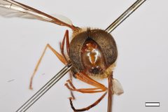 Syrphus dalhousiae by the Smithsonian. Used under a CC0 license.