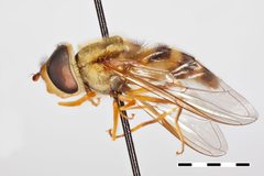 Syrphus knabi by the Smithsonian. Used under a CC0 license.