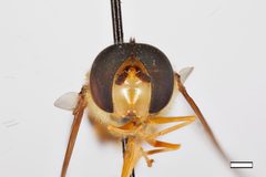 Syrphus knabi by the Smithsonian. Used under a CC0 license.