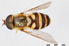 Syrphus knabi by the Smithsonian. Used under a CC0 license.