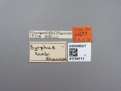 Syrphus knabi by the Smithsonian. Used under a CC0 license.
