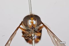 Syrphus sodalis by the Smithsonian. Used under a CC0 license.
