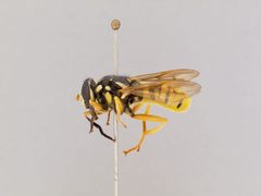 Temnostoma alternans by the Smithsonian. Used under a CC0 license.