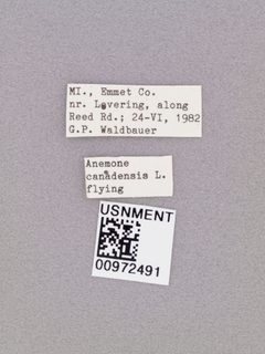 Temnostoma alternans by the Smithsonian. Used under a CC0 license.